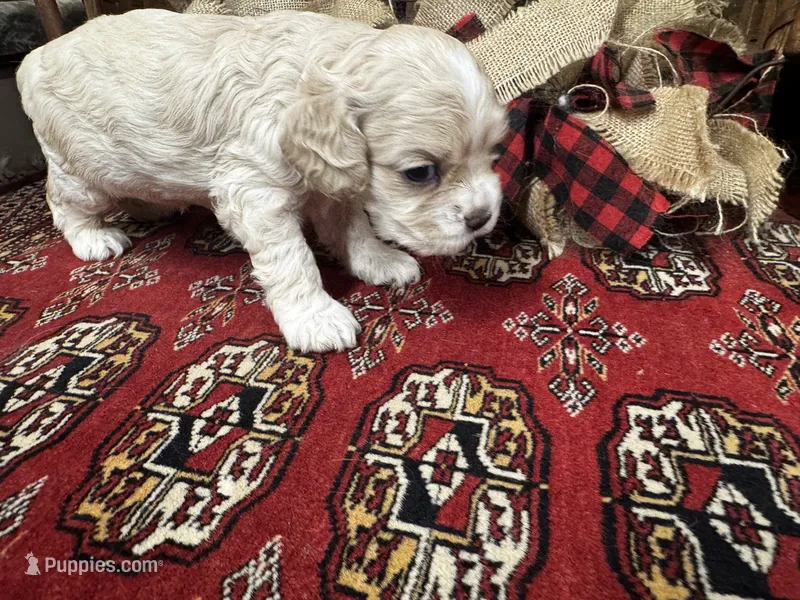 Jade – Cocker Spaniel puppy for sale in Greenville, SC