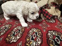Jade, a female Cocker Spaniel for sale in Greenville, SC – 1 of 8