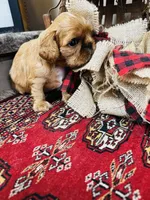 Silas , a male English Toy Spaniel for sale in Greenville, SC – 8 of 10