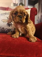 Silas , a male English Toy Spaniel for sale in Greenville, SC – 6 of 9