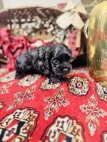 Chip, a male Cocker Spaniel for sale in Greenville, SC – Photo 9 of 10