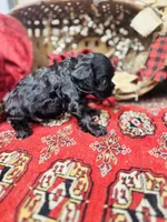 Chip, a male Cocker Spaniel for sale in Greenville, SC – Photo 3 of 10