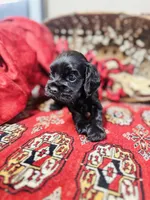 Chip, a male Cocker Spaniel for sale in Greenville, SC – Photo 6 of 10
