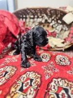 Chip, a male Cocker Spaniel for sale in Greenville, SC – Photo 2 of 10