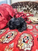 Chip, a male Cocker Spaniel for sale in Greenville, SC – Photo 8 of 10