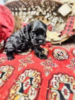 Chip, a male Cocker Spaniel for sale in Greenville, SC – Photo 5 of 10
