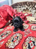 Chip, a male Cocker Spaniel for sale in Greenville, SC – Photo 7 of 10