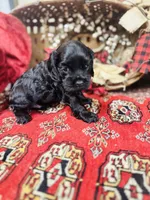Chip, a male Cocker Spaniel for sale in Greenville, SC – Photo 1 of 10