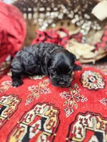 Chip, a male Cocker Spaniel for sale in Greenville, SC – Photo 4 of 10