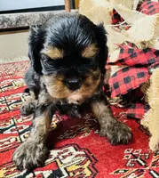 Ingrid, a female Cavalier King Charles Spaniel for sale in Greenville, SC – 7 of 10