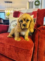 Shaun, a male Cavalier King Charles Spaniel for sale in Greenville, SC – 5 of 10