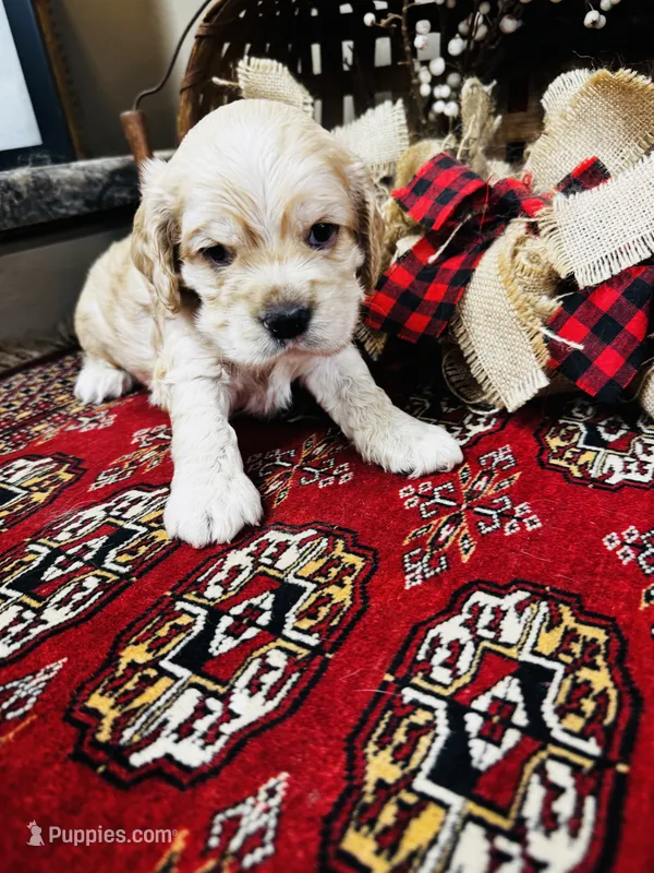 Joe – Cocker Spaniel puppy for sale in Greenville, SC