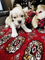 Joe, a male Cocker Spaniel for sale in Greenville, SC – 1 of 8