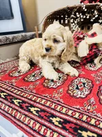 Beau, a male Cocker Spaniel for sale in Greenville, SC – 8 of 9