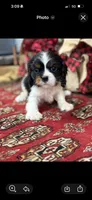 Poppy, a female Cavalier King Charles Spaniel for sale in Greenville, SC – Photo 1 of 5