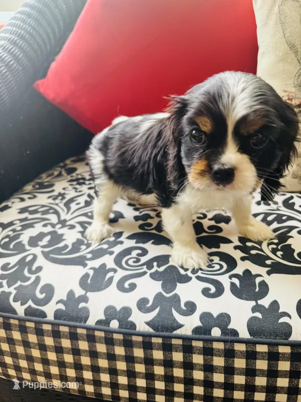Poppy – Cavalier King Charles Spaniel puppy for sale in Greenville, SC