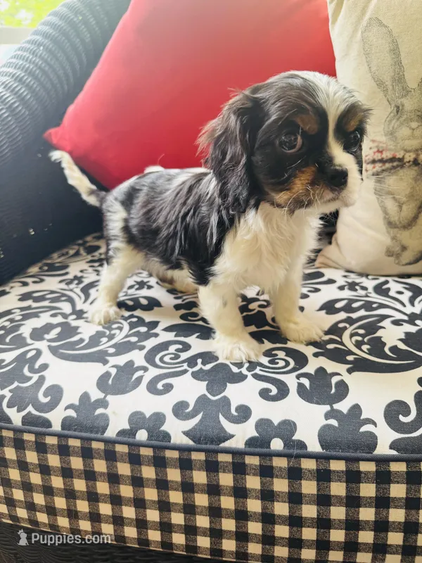 Poppy – Cavalier King Charles Spaniel puppy for sale in Greenville, SC
