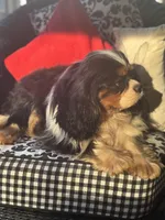 Poppy, a female Cavalier King Charles Spaniel for sale in Greenville, SC – Photo 5 of 5