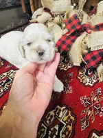 Doug, a male Cocker Spaniel for sale in Greenville, SC – 2 of 8
