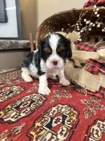 Chester, a male Cavalier King Charles Spaniel for sale in Greenville, SC – 5 of 10