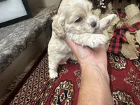 Jade, a female Cocker Spaniel for sale in Greenville, SC – 3 of 8