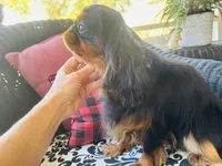 Jimmy Choo, a male English Toy Spaniel for sale in Greenville, SC – 10 of 10