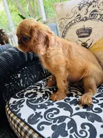 Jimmy Choo, a male English Toy Spaniel for sale in Greenville, SC – 3 of 10