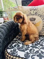 Jimmy Choo, a male English Toy Spaniel for sale in Greenville, SC – 7 of 10