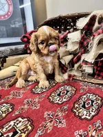 Jimmy Choo, a male English Toy Spaniel for sale in Greenville, SC – Photo 8 of 10