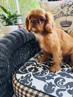 Jimmy Choo, a male English Toy Spaniel for sale in Greenville, SC – 4 of 10