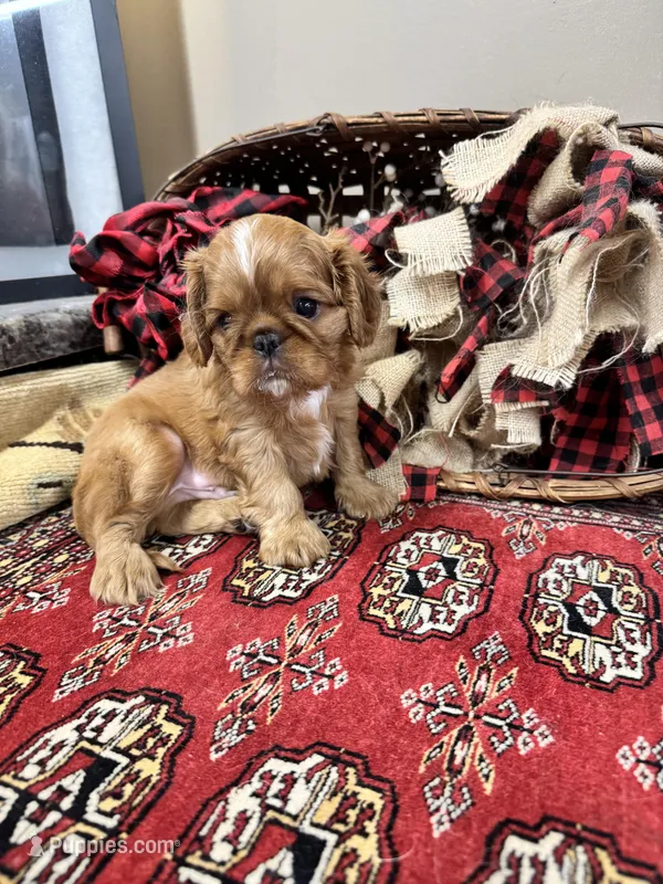 Jimmy Choo – English Toy Spaniel puppy for sale in Greenville, SC