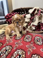 Jimmy Choo, a male English Toy Spaniel for sale in Greenville, SC – Photo 4 of 10