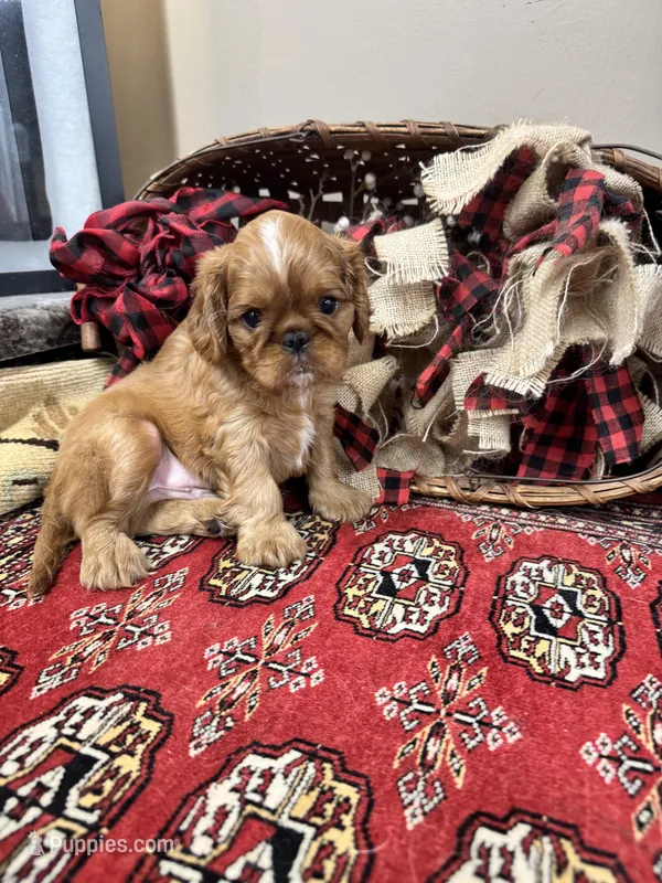 Jimmy Choo – English Toy Spaniel puppy for sale in Greenville, SC