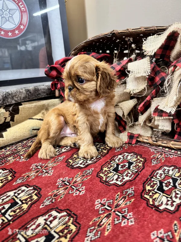 Jimmy Choo – English Toy Spaniel puppy for sale in Greenville, SC