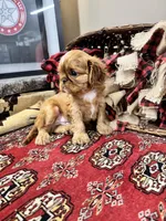 Jimmy Choo, a male English Toy Spaniel for sale in Greenville, SC – Photo 3 of 10