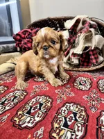 Jimmy Choo, a male English Toy Spaniel for sale in Greenville, SC – Photo 2 of 10