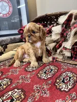 Jimmy Choo, a male English Toy Spaniel for sale in Greenville, SC – Photo 7 of 10