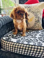 Jimmy Choo, a male English Toy Spaniel for sale in Greenville, SC – 8 of 10