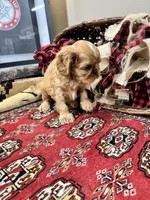 Jimmy Choo, a male English Toy Spaniel for sale in Greenville, SC – Photo 6 of 10