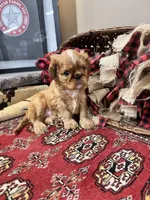 Jimmy Choo, a male English Toy Spaniel for sale in Greenville, SC – Photo 10 of 10