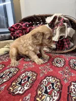 Jimmy Choo, a male English Toy Spaniel for sale in Greenville, SC – Photo 1 of 10