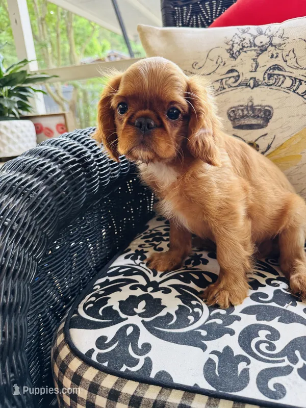 Jimmy Choo – English Toy Spaniel puppy for sale in Greenville, SC
