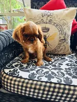 Jimmy Choo, a male English Toy Spaniel for sale in Greenville, SC – 2 of 10