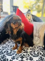 Jimmy Choo, a male English Toy Spaniel for sale in Greenville, SC – 9 of 10