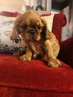 Silas , a male English Toy Spaniel for sale in Greenville, SC – 9 of 9