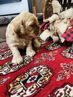Dutchess , a female Cocker Spaniel for sale in Greenville, SC – 8 of 8
