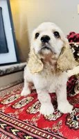 Scout, a male Cocker Spaniel for sale in Greenville, SC – 2 of 8