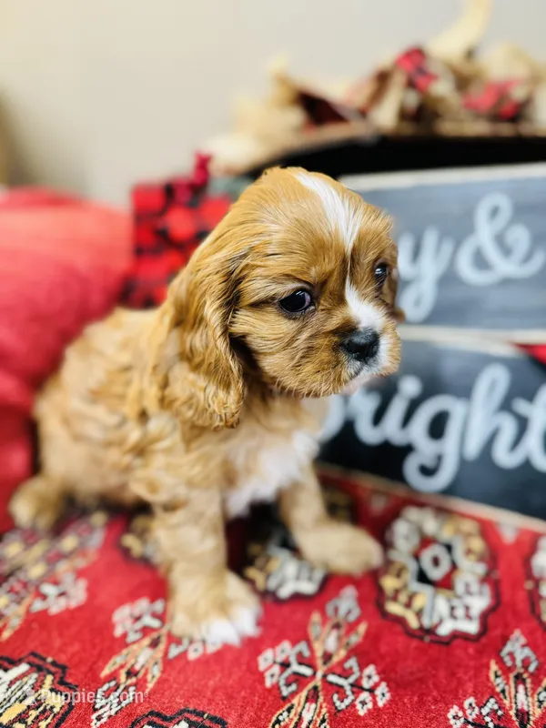 Brad, a male Cavalier King Charles Spaniel for sale in Greenville, SC – Photo 1 of 9
