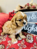 Brad, a male Cavalier King Charles Spaniel for sale in Greenville, SC – Photo 1 of 9