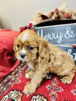 Brad, a male Cavalier King Charles Spaniel for sale in Greenville, SC – Photo 7 of 9